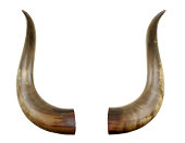 Cattle Horns Isolated On White