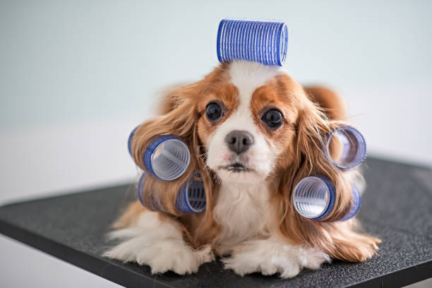 cavalier king charles spaniel dog grooming session - beautiful dog stock pictures, royalty-free photos & images