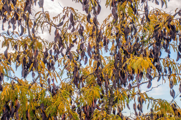 ceratonia siliqua tree - carob tree stock pictures, royalty-free photos & images