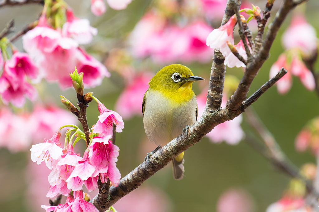 Cherry Blossom and Japanese White Eye