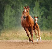 Chestnut mare and foal run free