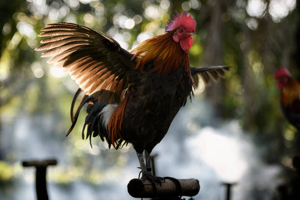 chicken spread its wing in beautiful light - rooster stock pictures, royalty-free photos & images