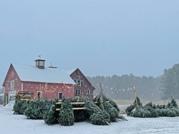 Christmas trees for sale along roadside in Bethel, Maine USA