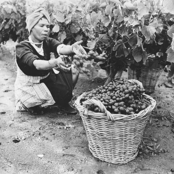 Image result for baskets of grapes south africa