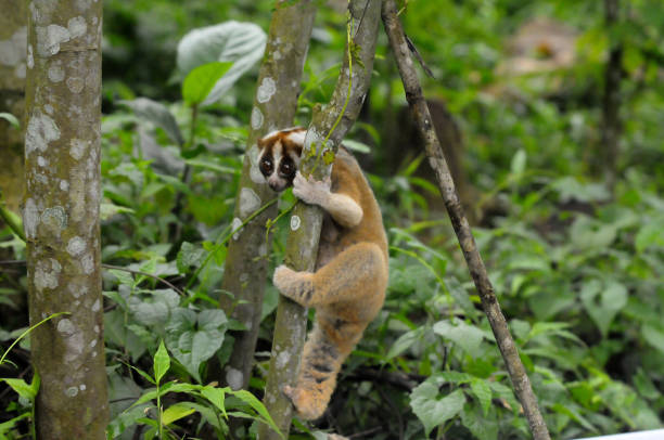 Climb of slow loris after being released in the Masigit-Kareumbi conservation forest area in Bandung and Mt. Tampomas, Sumedang, West Java, on...