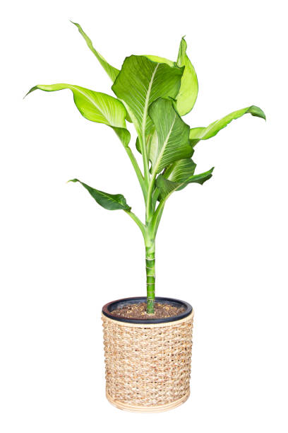 Clipping part of Aglaonema Lettuce tree, Moonlight tree, Cabbage tree, Lady-love and Pisonia plants in wicker basket, isolated on a white background.
