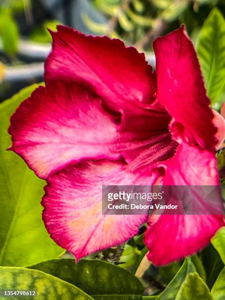 red desert rose blossom extremely close