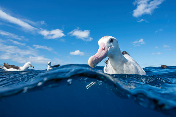 close up of a wandering albatross floating on the water's surface, north island, new zealand. - albatross stock pictures, royalty-free photos & images