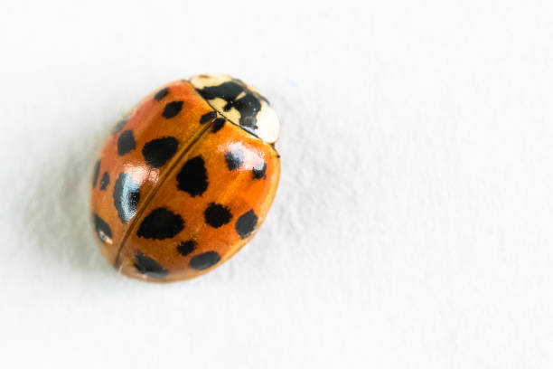 Are Yellow Ladybugs Poisonous