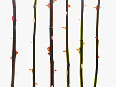 Close up of thorns on rose stems