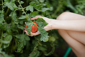 close up young woman harvesting tomatoes