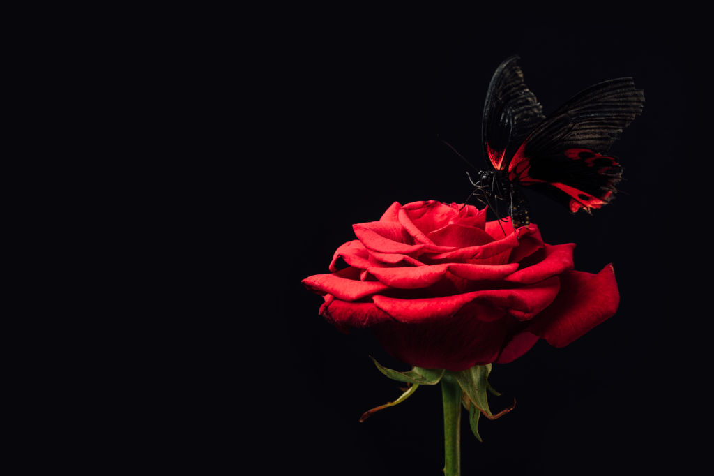 Red Rose with Butterfly