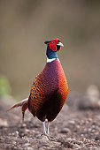 A close-up of a cock pheasant Phasianus colchicus