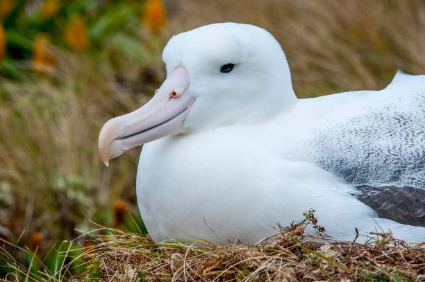Closeup of a Royal albatross is nesting on Campbell Island a subAntarctic Island in the Campbell Island group New Zealand