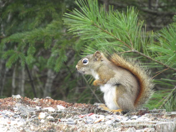 Close-up of american red squirrel on rock,Nova Scotia,Canada