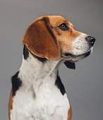 Close-up of Beagle against gray background