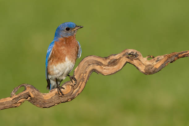 Close-up of bird perching on branch, Ontario, Canada