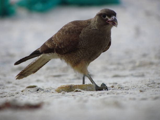 Close-up of bird perching on sand,Close-up of falcon of prey perching on sand