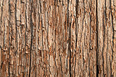 Close-up of brown tree bark texture