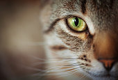 Closeup of cat face. Fauna background