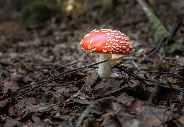 Close-up of fly agaric mushroom on field,Lanobre,France