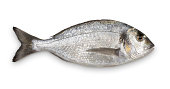 Close-up of fresh Sea Bream against white background