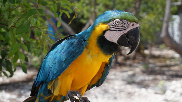Close-Up Of Gold And Blue Macaw Perching On Branch, Lucaya, Bahamas