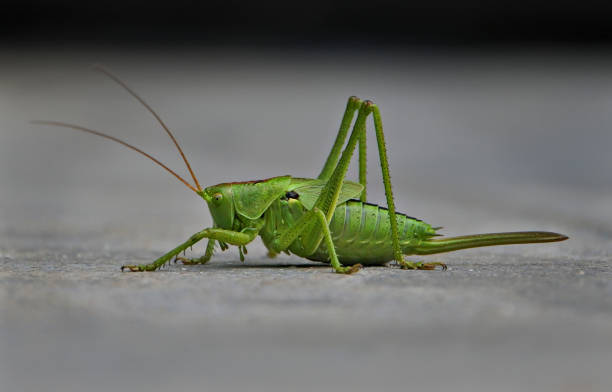 Close-up of grasshopper on surface,Harelbeke,Belgium