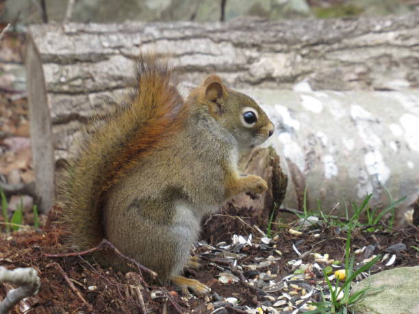 Close-up of gray tree squirrel eating food on land,Nova Scotia,Canada
