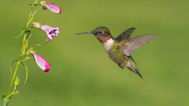 Close-up of hummingbird flying by flower,North Carolina,United States,USA