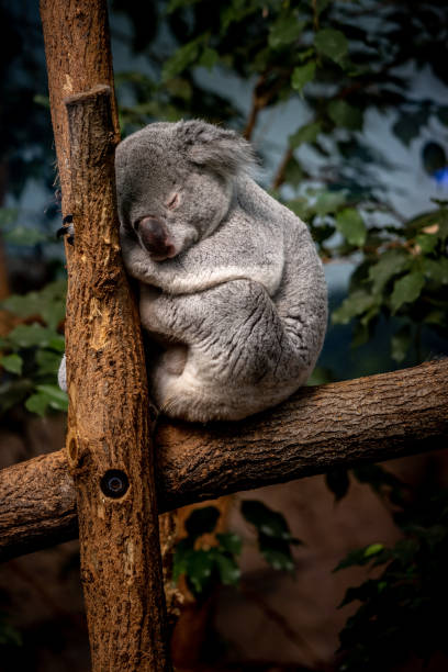 Close-up of koala on tree,St Aignan,France