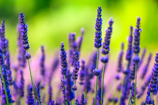 Image result for flowers in a field