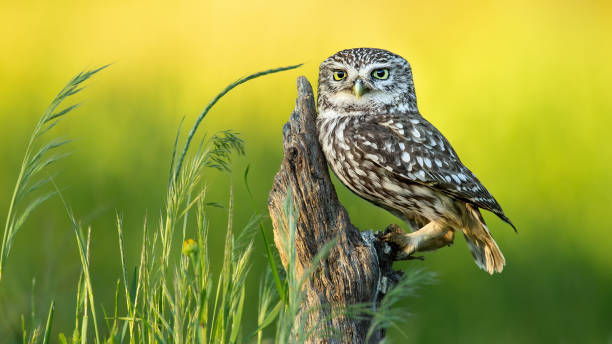 Close-up of little owl perching on branch,Buenaventura,Toledo,Spain