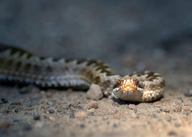 Close-up of lizard on sand,Ljungby,Sweden