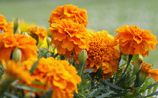 closeup of orange marigold flowers and foliage - marigold stock pictures, royalty-free photos & images