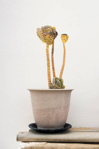 Close-up of potted cactus on table against white background
