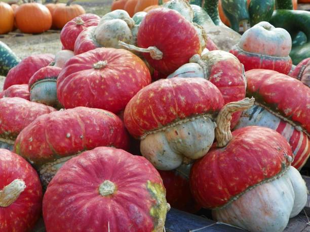 Close-up of pumpkins for sale at market stall,Florida,United States,USA
