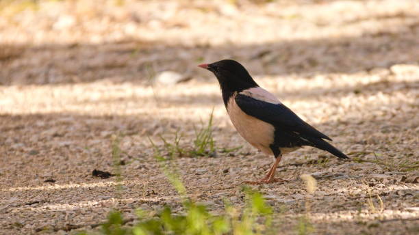 Close-up of songmagpie perching on field