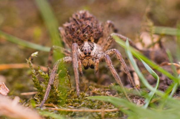 Close-up of spider on field,Hungary