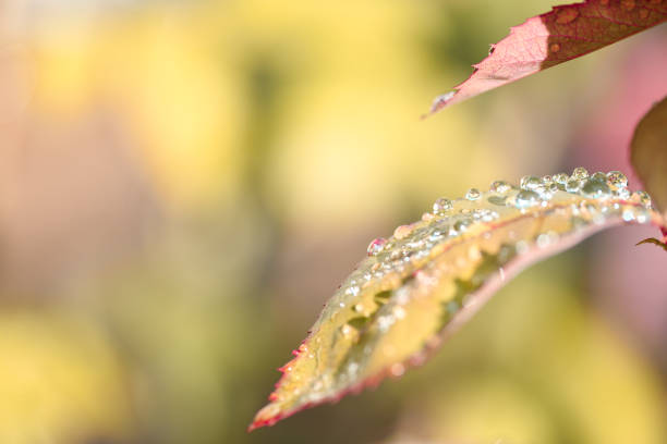 Close-up of wet plant,Strahwalde,Germany