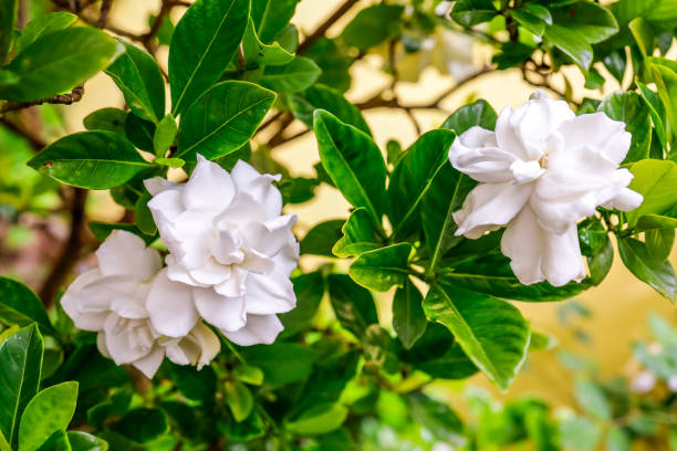close-up of white gardenias - gardenia stock pictures, royalty-free photos & images