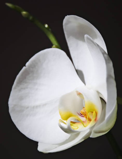 Close-up of white orchid,Harelbeke,Belgium