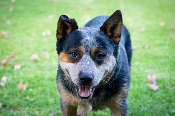 close-up portrait of australian cattle dog on field - australian cattle dogs stock pictures, royalty-free photos & images