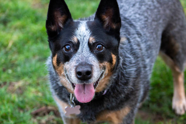 close-up portrait of australian cattle purebred trained dog on field - australian cattle dog stock pictures, royalty-free photos & images