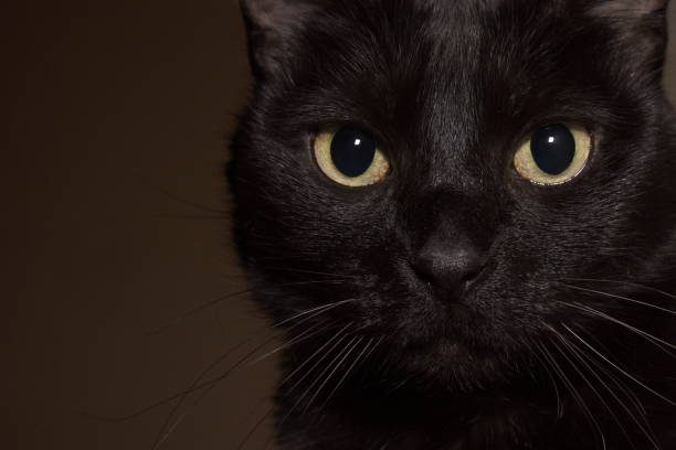 close-up portrait of black cat,carrollton,texas,united states,usa - black cat stock pictures, royalty-free photos & images