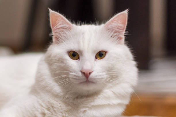 Close-up portrait of white cat,Bornova,Turkey