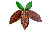 Cocoa beans and cacao powder in the cocoa pods with leaves