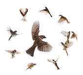 collage sparrows flies isolated on white