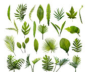 Collection of different tropical leaves. Elements set leaf on isolated white background