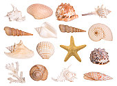Collection of isolated seashells